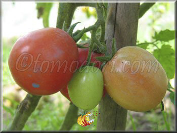 Tomate Olirose de Saint-Domingue
