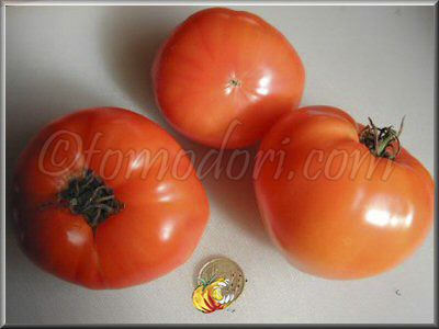 Tomate Olympic Flame