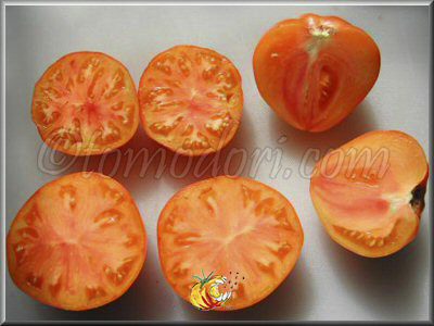 Tomate Olympic Flame