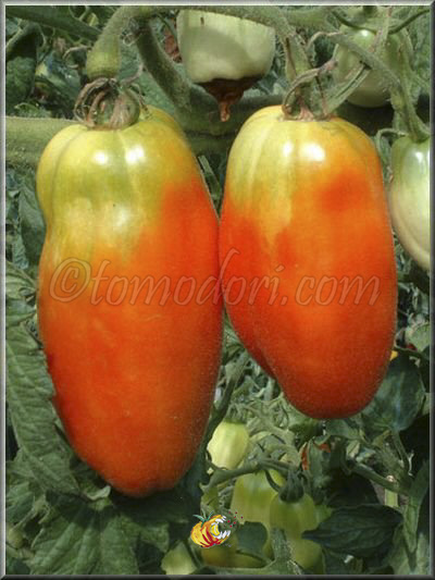 Tomate Opalska