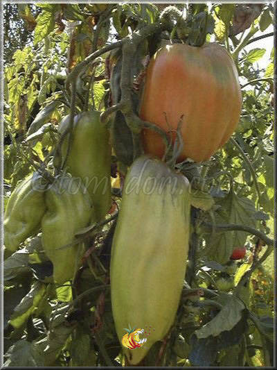 Tomate Opalska