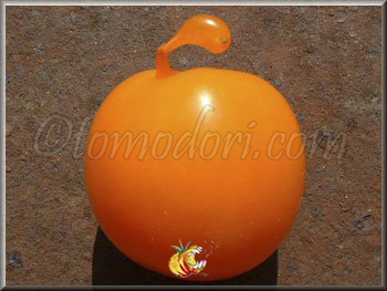 Tomate Orange Bourgoin