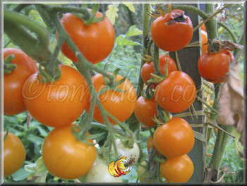 Tomate Orange Bourgoin