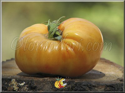 Tomate Orange Minsk