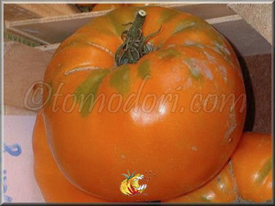 Tomate Orange Strawberry