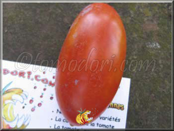 Tomate Oroma