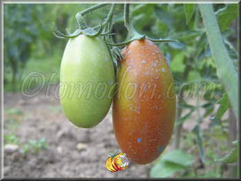 Tomate Oroma