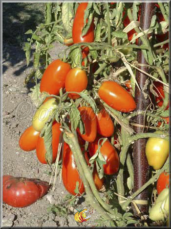 Tomate Oroma
