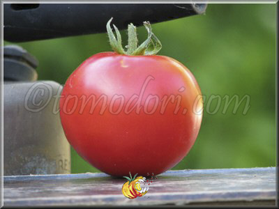 Tomate Palla di Fuoco