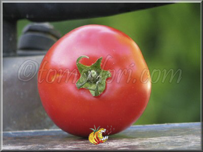 Tomate Palla di Fuoco