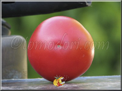 Tomate Palla di Fuoco
