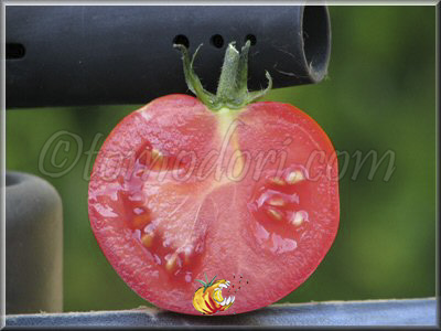 Tomate Palla di Fuoco