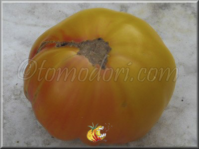 Tomate Pamplemousse du Grand Père
