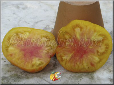 Tomate Pamplemousse du Grand Père