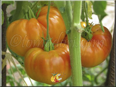 Tomate Pamplemousse du Grand Père