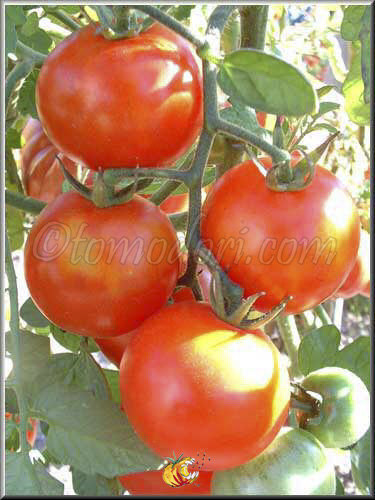 Tomate Pantano Romanesco