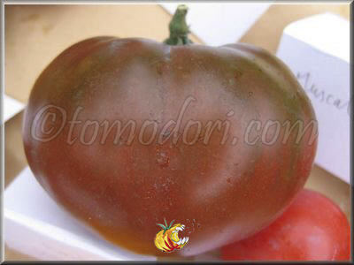 Tomate Paul Robeson
