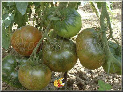 Tomate Paul Robeson