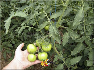 Tomate Pêche VAV
