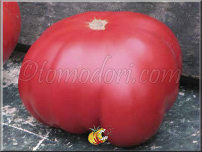 Tomate Perpignan
