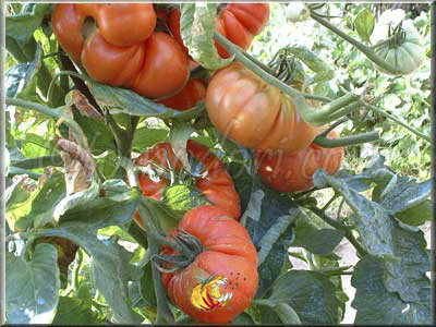 Tomate Perpignan