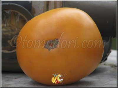 Tomate Persimmon