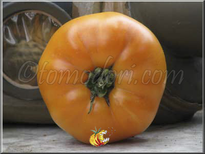 Tomate Persimmon