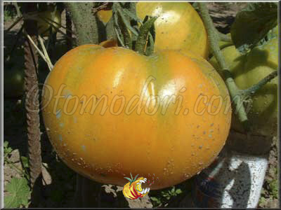 Tomate Persimmon