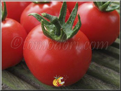 Tomate Petit Bec