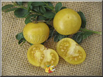 Tomate Petite Pomme Blanche