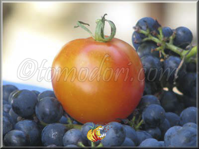 Tomate Pineapple Fog