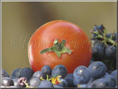 Tomate Pineapple Fog