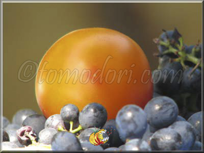 Tomate Pineapple Fog