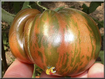 Tomate Pink Berkeley Tie Dye