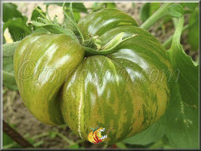 Tomate Pink Berkeley Tie Dye
