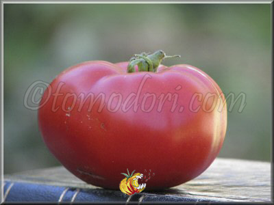 Tomate Pisanello da Bruschetta