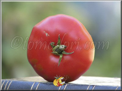 Tomate Pisanello da Bruschetta