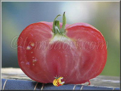 Tomate Pisanello da Bruschetta
