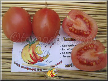 Tomate Podland Pink