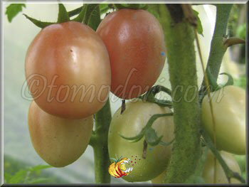 Tomate Podland Pink
