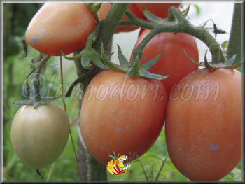 Tomate Podland Pink