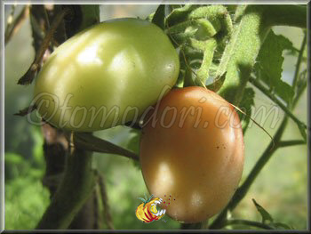 Tomate Podland Pink