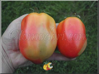 Tomate Polish Pastel