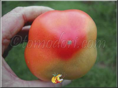 Tomate Polish Pastel