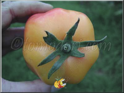 Tomate Polish Pastel