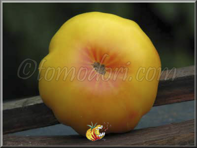Tomate Ponderosa Golden