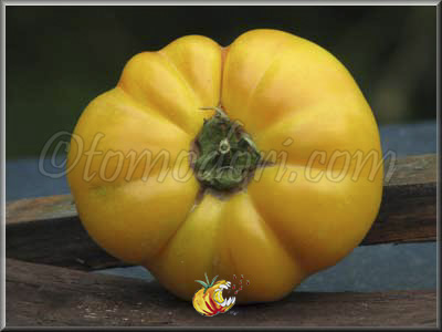 Tomate Ponderosa Golden