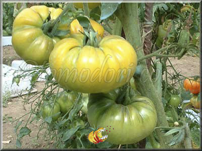 Tomate Ponderosa Golden