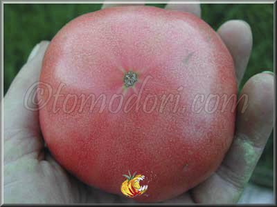 Tomate Ponderosa Pink