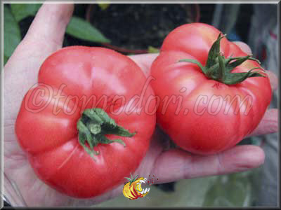 Tomate Ponderosa Pink